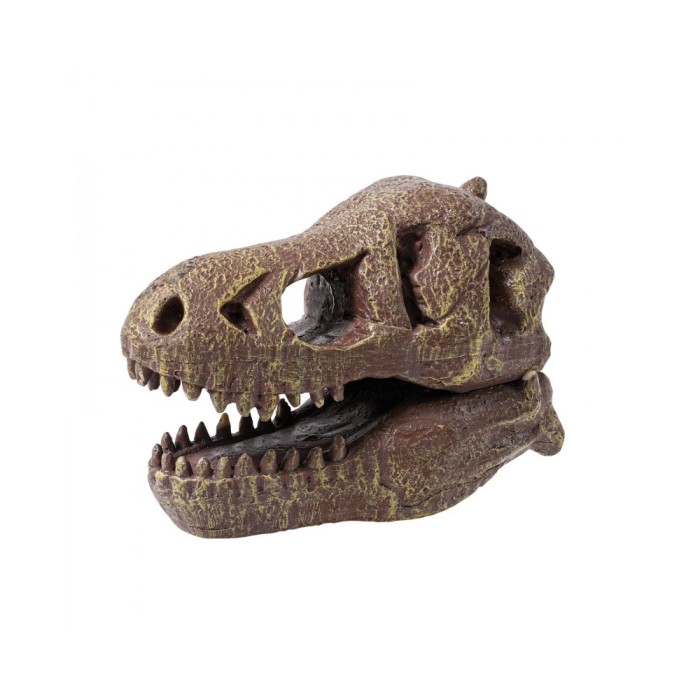 T-Rex Museum Schädel (Multilingual)