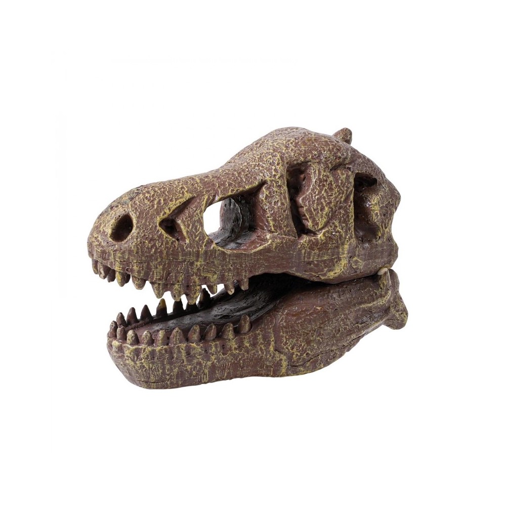 T-Rex Museum Schädel (Multilingual)