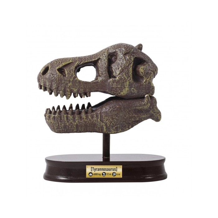 T-Rex Museum Schädel (Multilingual)