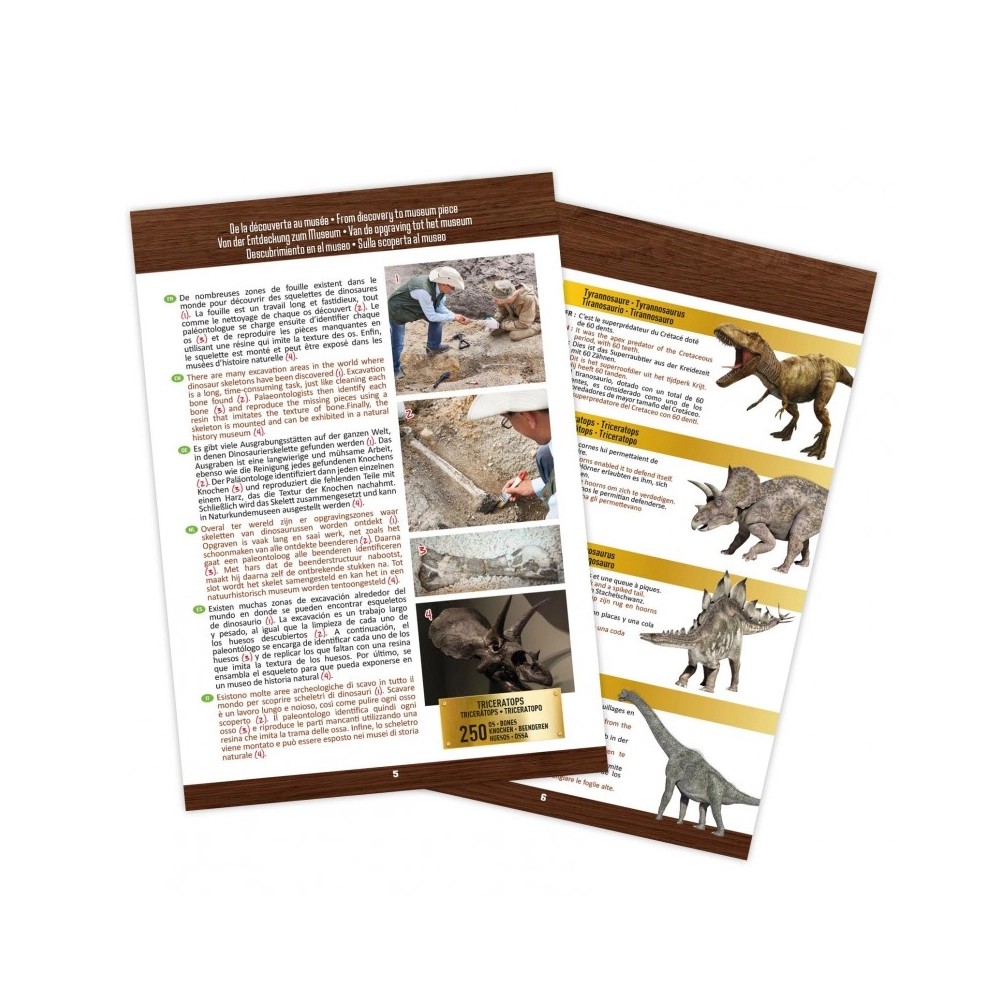 T-Rex Museum Schädel (Multilingual)